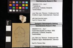 Foto (Objket + Etiketten) von ? Gabriella sp. 